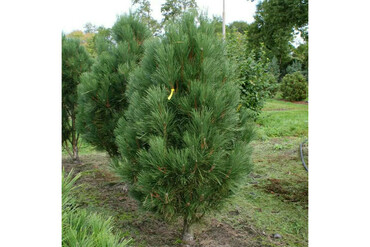 Сосна черная Грин Рокет (Pinus nigra 'Green Rocket')