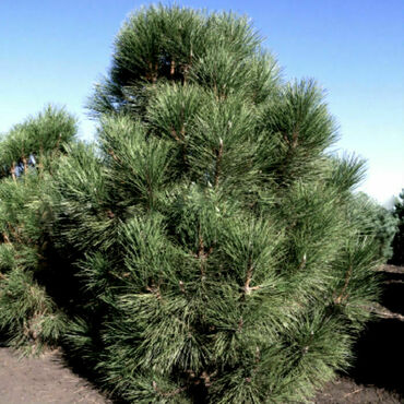 Сосна черная Себененсис нана (Pinus nigra 'Cebennensis Nana')