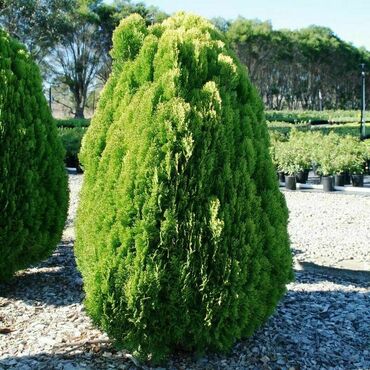 Туя восточная Мадуродам (Platycladus orientalis 'Madurodam')