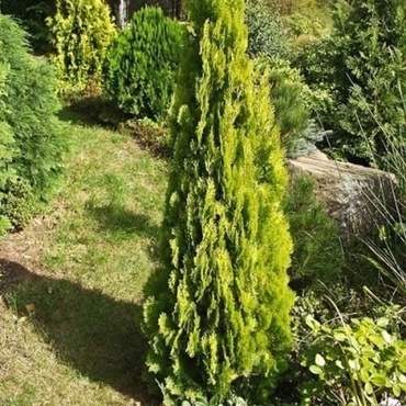 Туя восточная Пирамидалис Ауреа (Platycladus orientalis 'Pyramidalis Aurea')