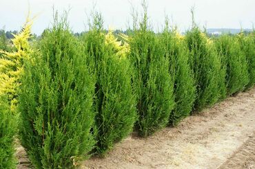 Туя складчатая Даниеллоу (Thuja plicata 'Daniellow')