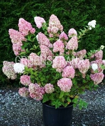 Гортензия метельчатая Сандей Фрайз (Hydrangea paniculata 'Sundae Fraise')