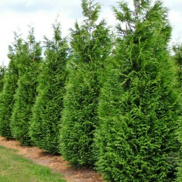 Туя складчатая Эксцелса (Thuja plicata 'Excelsa')