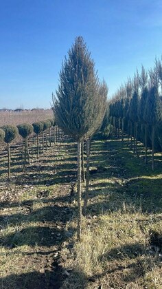 Можжевельник скальный Скайрокет (Juniperus scopulorum 'Skyrocket') конус на штамбе