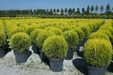 Туя восточная Ауреа Нана (Platycladus orientalis 'Aurea Nana') шар