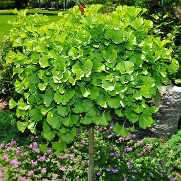 Гинкго билоба Марикен (Ginkgo biloba 'Mariken')