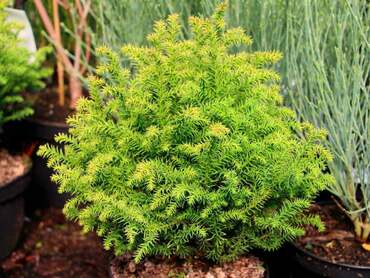 Криптомерия японская Кайара Голд (Cryptomeria japonica 'Kyara Gold')