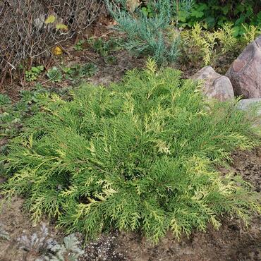 Микробиота перекрестнопарная Голдспот (Microbiota decussata 'Goldspot')