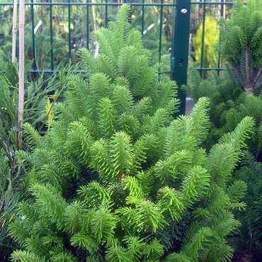 Пихта белая Пирамидалис (Abies alba 'Pyramidalis')