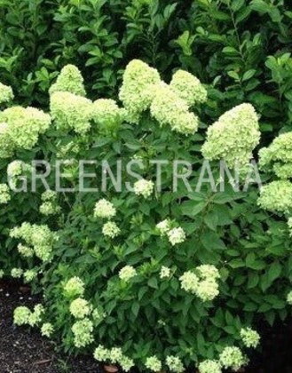 Гортензия метельчатая Литтл Лайм (Hydrangea paniculata 'Little Lime')