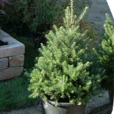 Пихта корейская Дискус (Abies koreana 'Discus')