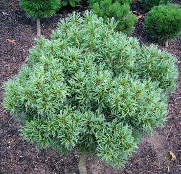 Сосна Веймутова Тини Кёрлс (Pinus strobus 'Tiny Kurls')