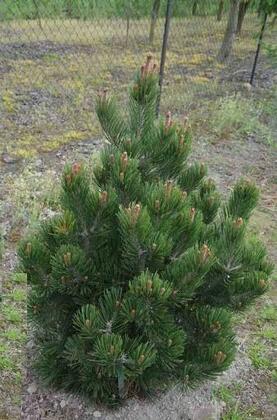 Сосна Гельдрейха Литтл Дракула (Pinus heldreichii 'Little Dracula')