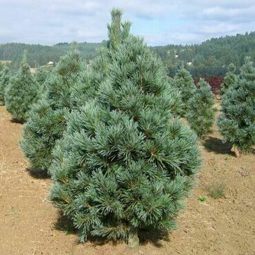 Сосна гибкая Вандервольфс Пирамид (Pinus flexilis 'Vanderwolf\'s Pyramid')