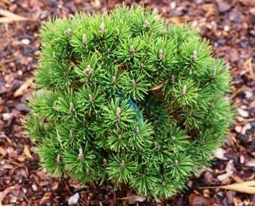 Сосна горная Грюне Кугель (Pinus mugo 'Grüne Kugel')