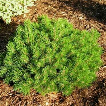 Сосна горная Хайнис Триумф (Pinus mugo 'Heinis Triumph')