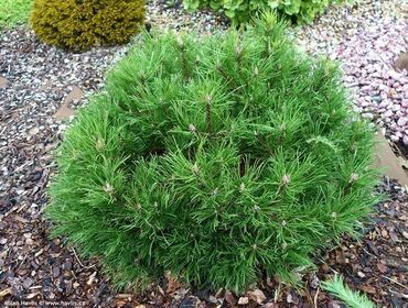 Сосна горная Хесси (Pinus mugo 'Hesse')