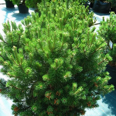 Сосна горная Кобольд (Pinus mugo 'Kobold')