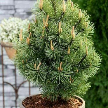 Сосна горная Мумпиц (Pinus mugo 'Mumpitz')