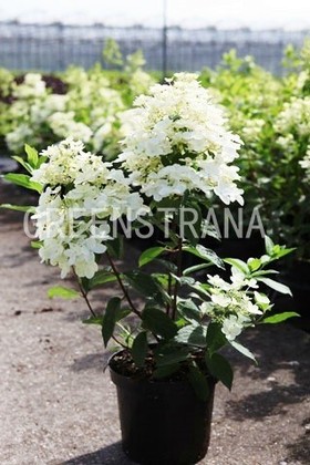 Гортензия метельчатая Киушу (Hydrangea paniculata 'Kyushu')