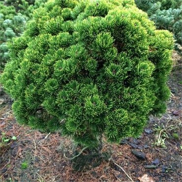 Сосна горная Пикобелло (Pinus mugo 'Picobello')