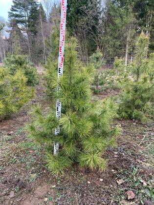 Сосна скрученная широкохвойная (Pinus contorta var. latifolia)