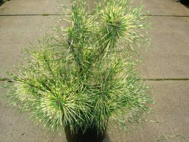 Сосна густоцветная Рейнбоу (Pinus densiflora 'Rainbow')