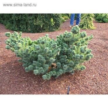 Сосна мелкоцветковая Негиши (Pinus parviflora 'Negishi')