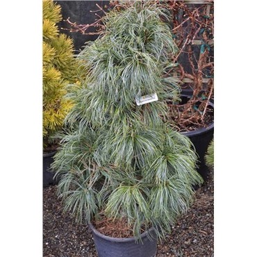Сосна Веймутова (Шверина) Витхорст (Pinus x schwerinii 'Wiethorst')