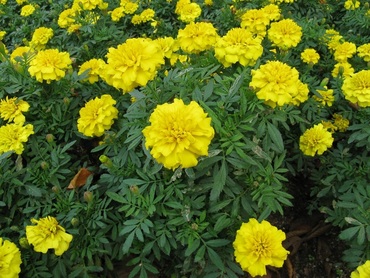 Бархатцы отклоненные Креста Еллоу (Tagetes patula 'Cresta Yellow')