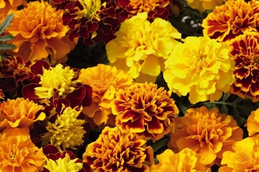 Бархатцы отклоненные Креста Микс (Tagetes patula 'Cresta Mix')