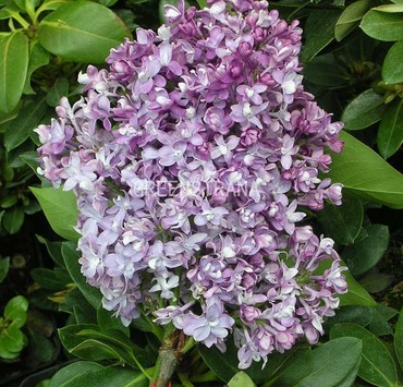 Сирень обыкновенная Изобилие (Syringa vulgaris 'Izobilie')
