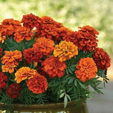 Бархатцы отклоненные Файрбол (Tagetes patula 'Fireball')