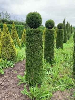 Туя западная Смарагд (Thuja occidentalis 'Smaragd') ф. Тура