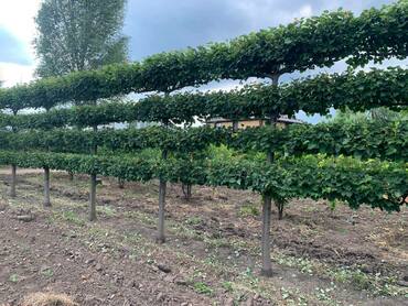 Липа мелколистная Грин Спайер (Tilia cordata 'Greenspire') шпалера