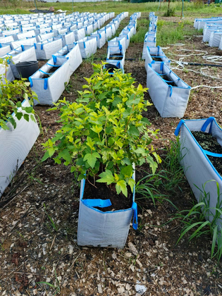 Пузыреплодник калинолистный Ангел Голд (Physocarpus opulifolius 'Angel Gold') Акция | Предзаказ на весну 2026