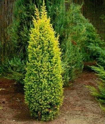 Можжевельник обыкновенный "Голд Кон" (Gold Cone)