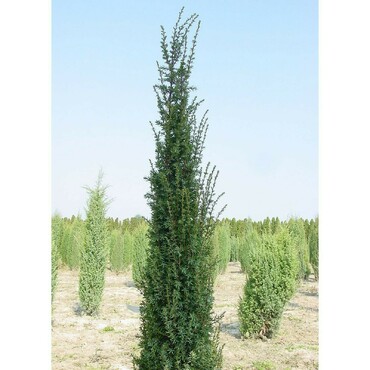 Можжевельник обыкновенный Сентинел (Juniperus communis 'Sentinel')