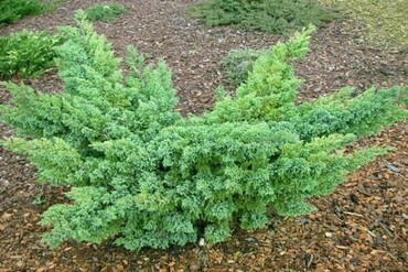 Можжевельник чешуйчатый Ханнеторп (Juniperus squamata 'Hunnetorp')