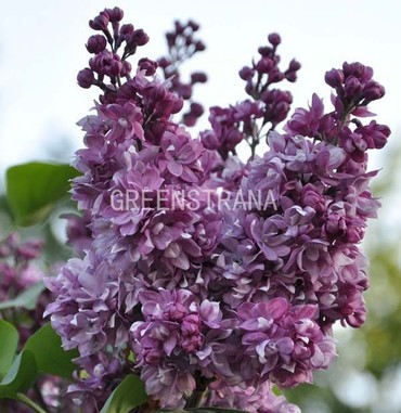 Сирень обыкновенная Утро России (Syringa vulgaris 'Utro Rossii')
