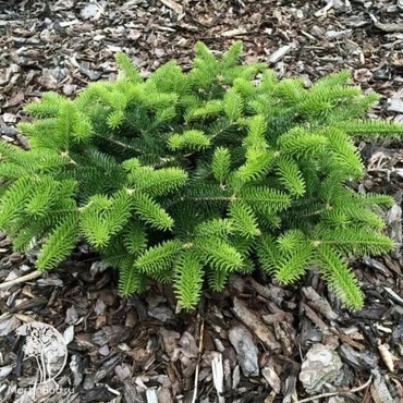 Пихта кефалинийская Мейерс Драфт (Abies cephalonica 'Meyer\'s Dwarf')