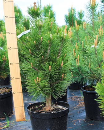 Сосна белокорая Пирини 2 (Pinus heldreichii 'Pirin 2')