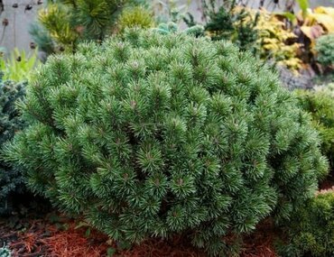 Сосна горная Бози Дар (Pinus mugo 'Bozi Dar')