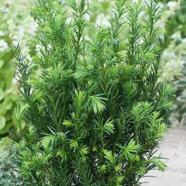 Тисс средний Гроенланд (Taxus x media 'Groenland')