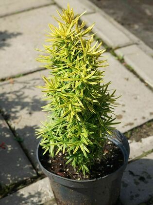 Тисс ягодный Давид (Taxus baccata 'David')