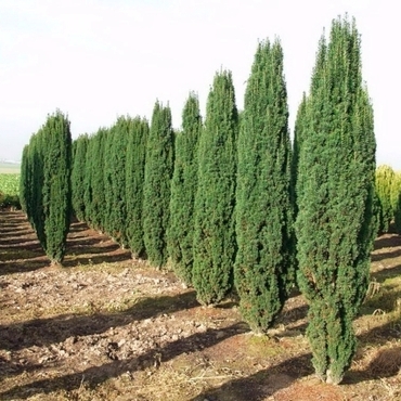 Тисс ягодный Фастигиата (Taxus baccata 'Fastigiata')