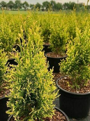 Туя западная Брайт Смарагд (Thuja occidentalis 'Bright Smaragd')