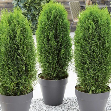 Туя западная Тотем Смарагд (Thuja occidentalis 'Totem Smaragd')