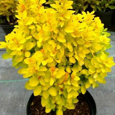 Барбарис Тунберга Еллоу Бёрд (Berberis thunbergii 'Yellow Bird')