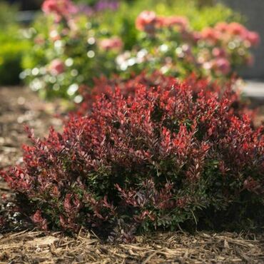 Барбарис Тунберга Ламбруско Бейелла (Berberis thunbergii 'Lambrusco BailElla')